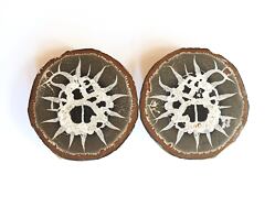 SEPTARIE (Dračí vejce)  dokáže chránit před nepříznivými vlivy, temnými energiemi a vším špatným, co k nám v životě přichází.