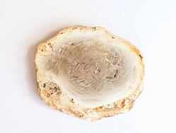 ARAUKARIT  (zkamenělé dřevo) Madagaskar, na duchovní úrovni araukarit posiluje paměť, koncentraci, vhodným pomocníkem při duševních problémech, nespavosti, má pozitivní vliv na nervovou soustavu