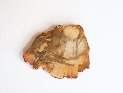 ARAUKARIT  (zkamenělé dřevo) Madagaskar, na duchovní úrovni araukarit posiluje paměť, koncentraci, vhodným pomocníkem při duševních problémech, nespavosti, má pozitivní vliv na nervovou soustavu