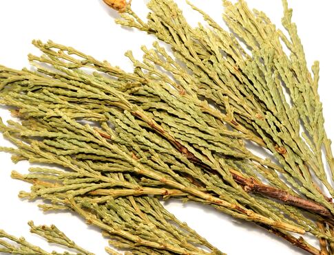Cedar kadidlový posvátné indiánské vykuřovadlo se silnou pryskyřičnou vůní