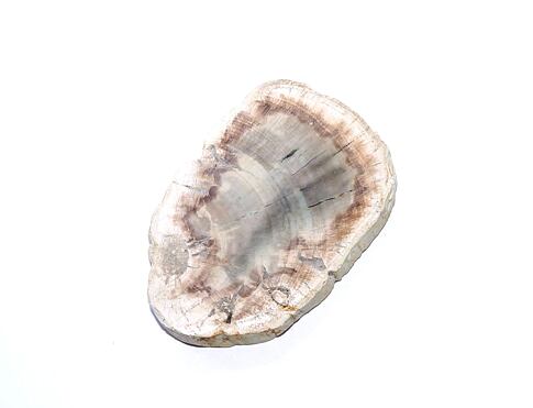 ARAUKARIT  (zkamenělé dřevo) Madagaskar, plátky