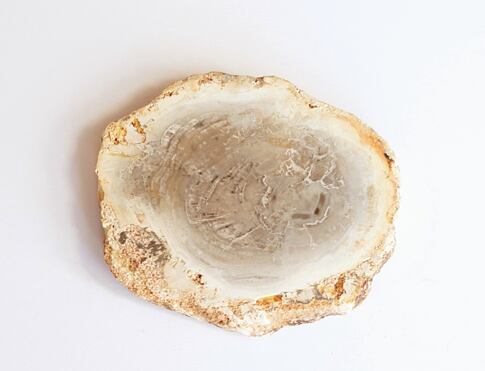 ARAUKARIT  (zkamenělé dřevo) Madagaskar, na duchovní úrovni araukarit posiluje paměť, koncentraci, vhodným pomocníkem při duševních problémech, nespavosti, má pozitivní vliv na nervovou soustavu