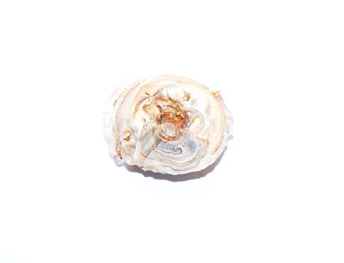 CHALCEDONOVÁ RŮŽE od nepaměti spojena s ženskou energií, zároveň se věřilo, že má schopnost posílit zrak a sluch, přispívá k celkovému zdraví těla. Působí na druhou čakru, centrum vitality.