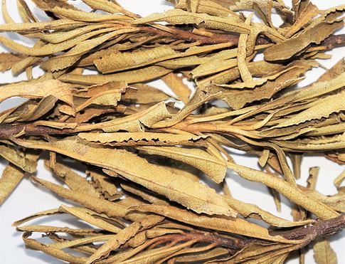 YERBA SANTA