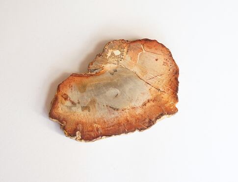 ARAUKARIT  (zkamenělé dřevo) Madagaskar, na duchovní úrovni araukarit posiluje paměť, koncentraci, vhodným pomocníkem při duševních problémech, nespavosti, má pozitivní vliv na nervovou soustavu