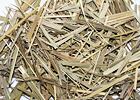 Sweetgrass k vykuřování – tomkovice vonná, tradiční indiánské vykuřovadlo s jemně sladkou vůní