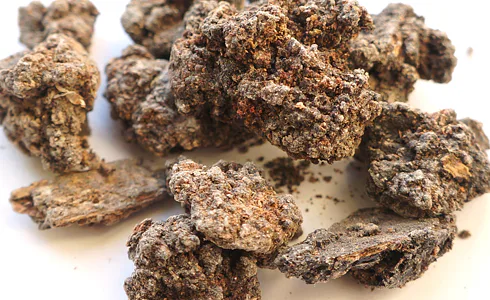 ČERNÝ MASTIX – vzácná tmavá pryskyřice stromu Pistacia aethiopica používaná jako vykuřovadlo