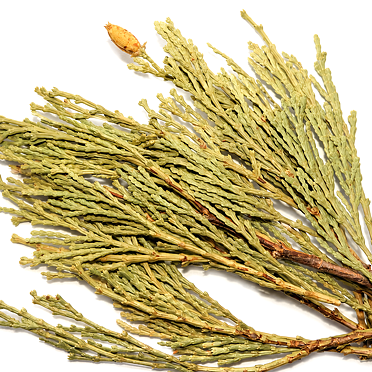 CEDAR KADIDLOVÝ