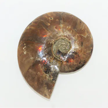 AMONIT leštěný - Shaligram /1
