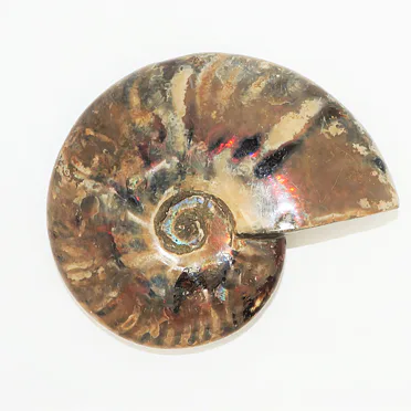 AMONIT leštěný - Shaligram /2