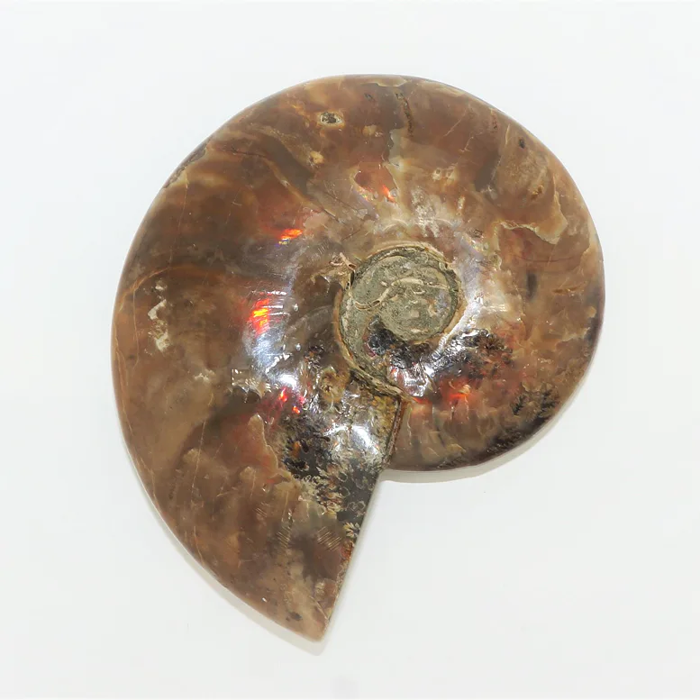 AMONIT leštěný - Shaligram /1